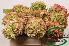 Hydrangea Verena Classic 40cm 8-10cm Hd