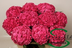 Hydrangea Royal Anastasia Pink 60cm 13-15cm Hd