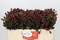 Hypericum Coco Montana 50cm