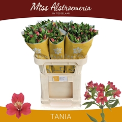 Alstroemeria Tania 75cm 60gr.