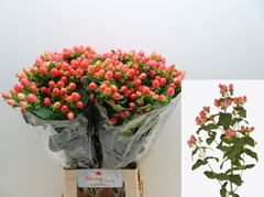 Hypericum Magical Royal Princess 70cm