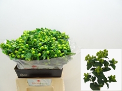 Hypericum Magical Green Power 40cm