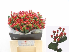 Hypericum Go Top 40cm