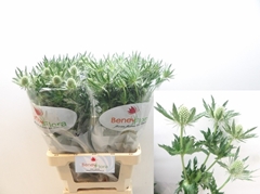 Eryngium Magical White Lagoon 70cm