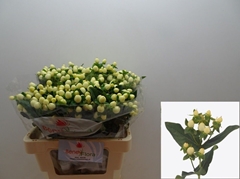 Hypericum Magical White Princess 60cm