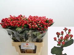 Hypericum Go Top 60cm