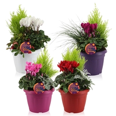Bedding Plants Mix 22Ø 30cm