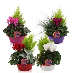 Bedding Plants Mix 23Ø 30cm