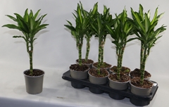 Dracaena Cintho 13Ø 45cm