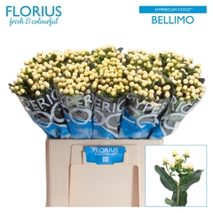 Hypericum Coco Bellimo 60cm