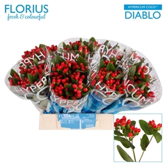 Hypericum Coco Diablo 40cm