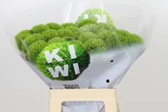 Dianthus Barb Kiwi Mellow 60cm