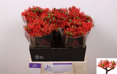 Jatropha Firecracker 40cm
