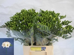 Freesia Double Versailles 50cm 15gr.