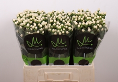 Hypericum Sisu Twinkle 60cm