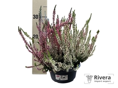 Calluna Garden Girls Mix 19Ø 30cm