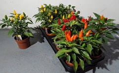 Capsicum Salsa Mix 11Ø 26cm