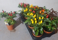 Capsicum Salsa Mix 11Ø 21cm