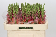 Antirrhinum Antibes Orange 65cm