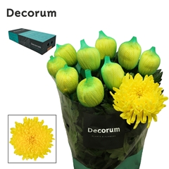 Chrysanth Single Maracuja 70cm 105gr.