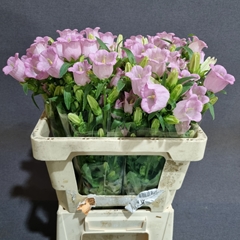 Campanula Champion Pink 55cm