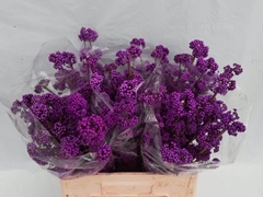 Callicarpa Bodinieri Profusion 60cm