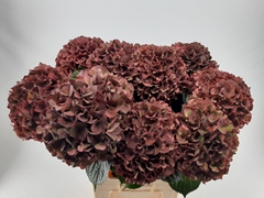 Hydrangea Rubyred Classic 80cm 20-22cm Hd