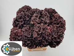 Hydrangea Dark Ruby Classic 80cm 18-20cm Hd