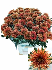 Chrysanth Single Tula Copper 80cm 90gr.