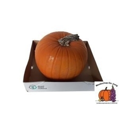Cucurbita Maxima Halloween 25cm