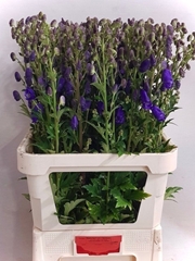Aconitum Carmichaelii Arendsii 90cm