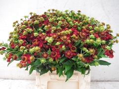 Helenium Red King 45cm