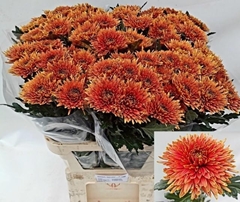 Chrysanth Single Tula Copper 80cm 90gr.