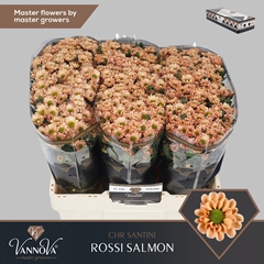 Chrysanth Santini Rossi Salmon 55cm 44gr.