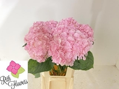 Hydrangea Verena 60cm 15-17cm Hd