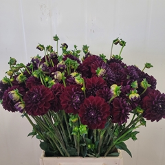 Dahlia Gipsy Night 52cm