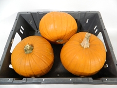 Cucurbita Maxima Halloween 22cm
