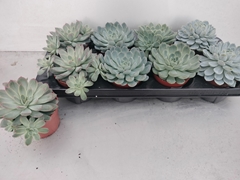 Echeveria Mix 12Ø 15cm