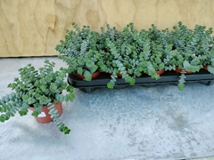 Crassula Marnieriana 11Ø 15cm