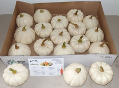 Cucurbita Pepo Baby Boo 10cm