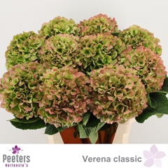 Hydrangea Verena Classic 80cm 22-24cm Hd