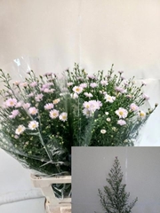 Aster Claudia 70cm 20gr.