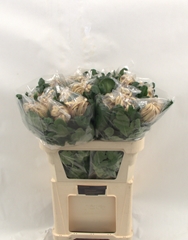 Chrysanth Single Vienna Copper 80cm 150gr.