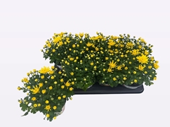Chrysanth Paradiso Yellow 14Ø 14cm