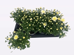 Chrysanth Homerun White 14Ø 24cm
