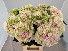Hydrangea Verena Classic 80cm 21-23cm Hd