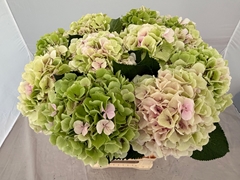 Hydrangea Verena Classic 60cm 19-21cm Hd