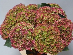 Hydrangea Opal Classic 60cm 18-20cm Hd