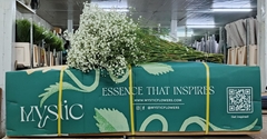 Gypsophila Paniculata Xlence 80cm 40gr.