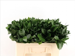 Ruscus Hypophyllum 50cm
